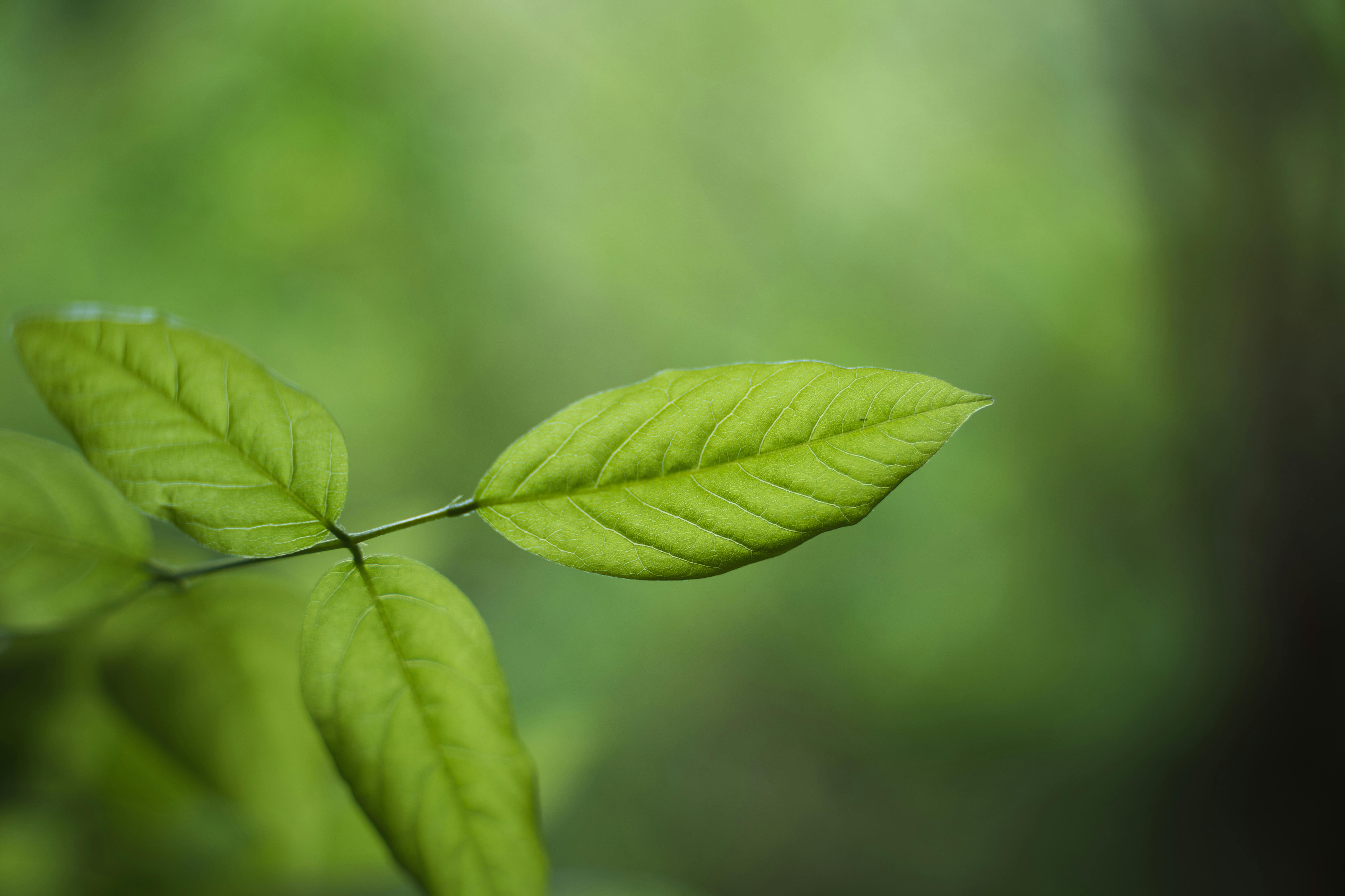 Green-Eco：引领产品绿色可持续发展